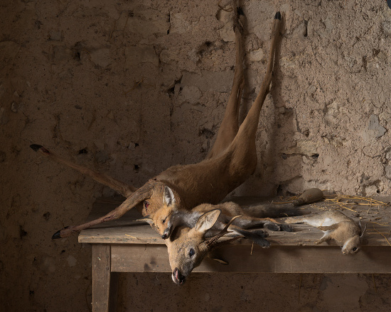 Nature morte de chasse avec chevreuil, renard et lapin